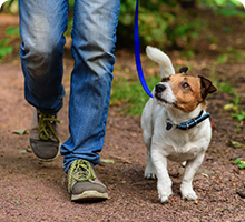 Bottom half of a man&#39;s legs and a dog who is looking up at the man